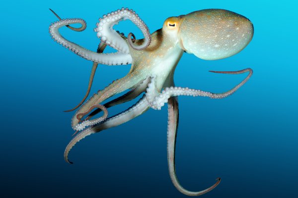 Kraken 2krn
