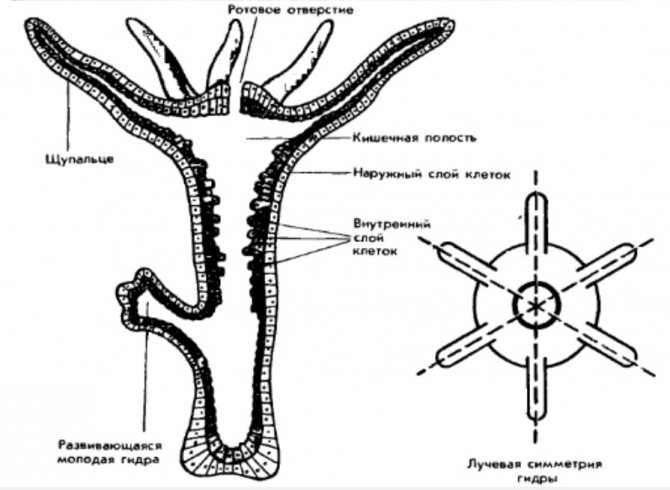 Кракен сайт kraken2